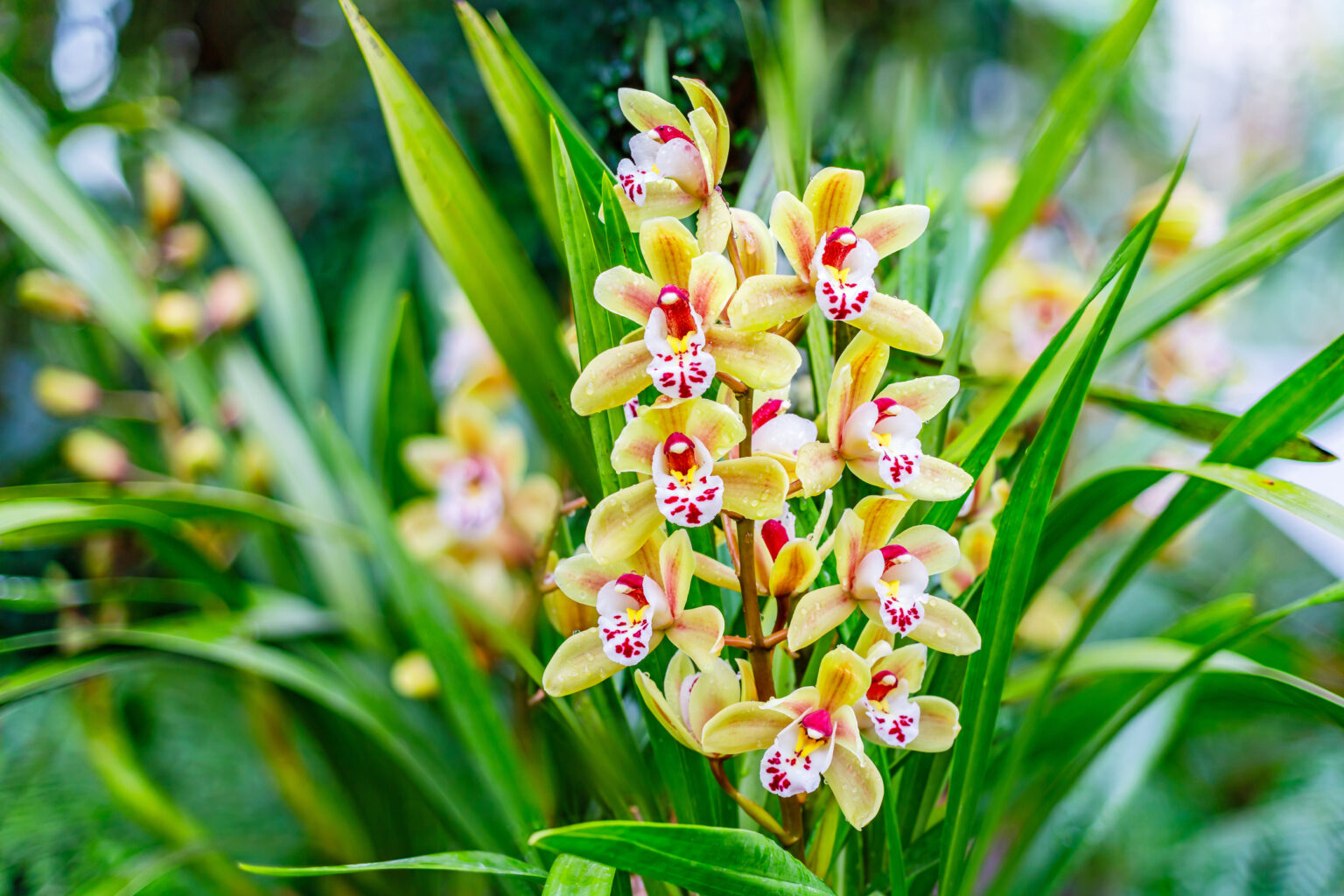 Orchidea Vanda Le Caratteristiche E Coltivazione Interflora