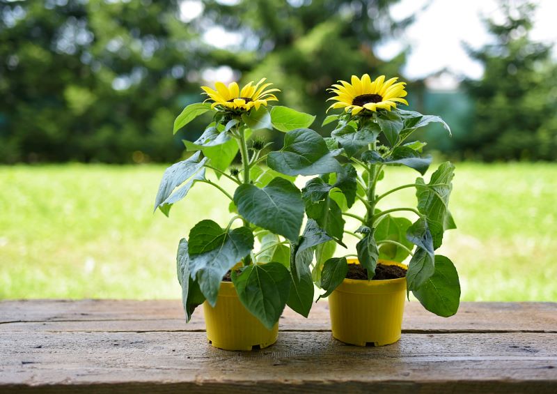 2 girasoli in vasi