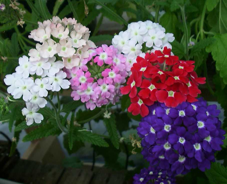 Verbena colorata