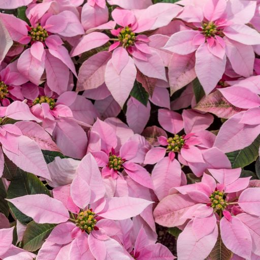 colori stella di natale rosa