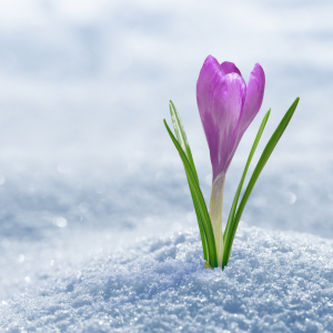 croco fiori invernali da esterno primo piano della pianta con i petali viola in mezzo alla neve.