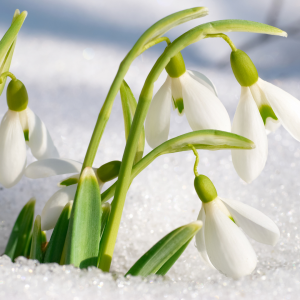 bucaneve fiori invernali da esterno primo piano della pianta con i petali bianchi in mezzo alla neve.
