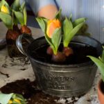 fioritura dei tulipani arancioni e gialli, bulbi in vaso