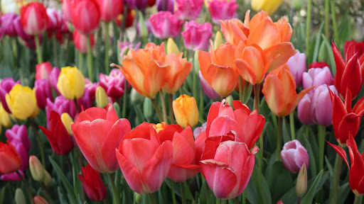 campo di tulipani colorati rosa arancioni gialli e viola