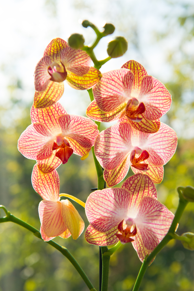 orchide selvatiche in campo aperto