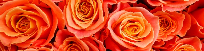 Regalare rose arancio