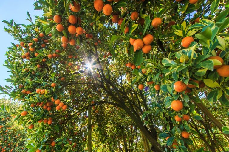 alberi di arance