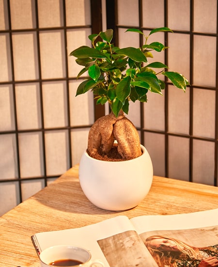 bonsai microcarpa