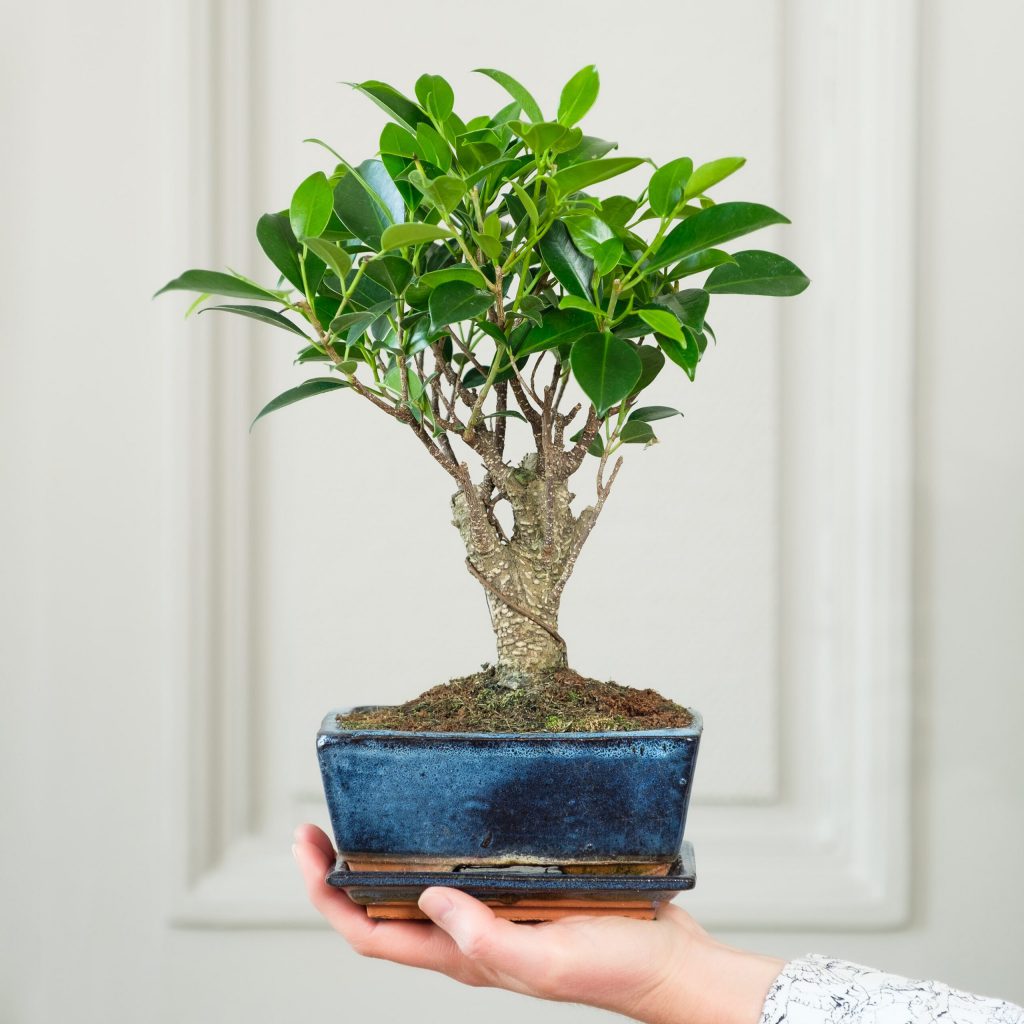 caratteristiche del bonsai