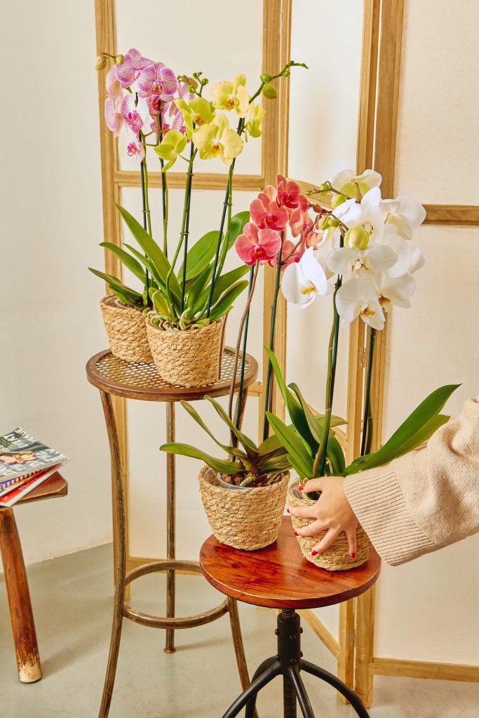 arredare con orchidee in vaso bianche rosa e gialle e rosse.