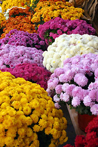 cespugli di crisantemi gialli, viola, rosa e bianchi