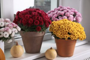 crisantemi rossi, rosa e gialli in vaso