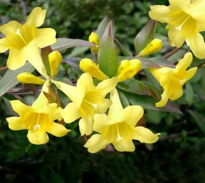 fiori di gelsomino gialli