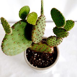 La talea del cactus