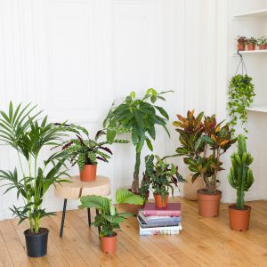 piante che purificano l'aria