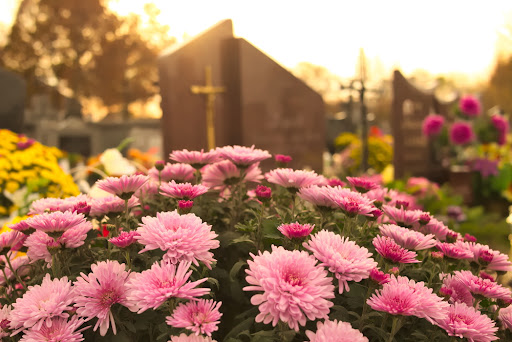 cespuglio di fiori rosa di fronte una tomba