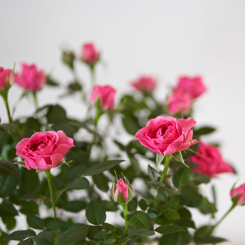 rose rampicanti profumate