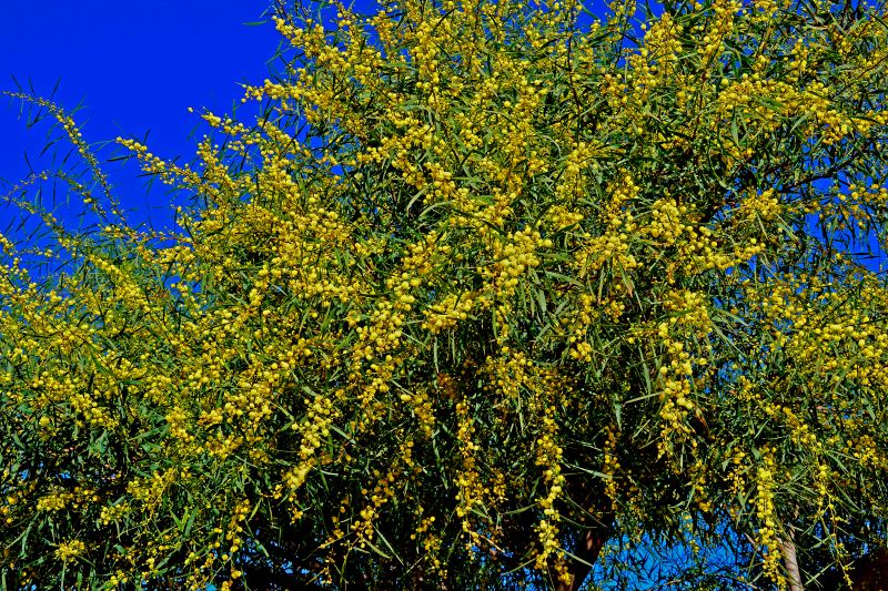 Albero Mimosa delle 4 stagioni