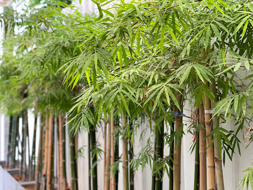 piante di bambù verde in fila sul terrazzo d'estate