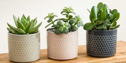 tris di cactus in vasi di diversi colori: grigio, bianco e nero.