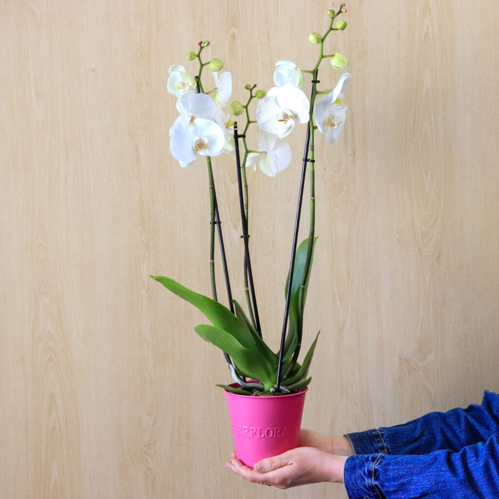 Mano che tiene un'orchidea bianca in un vaso rosa.