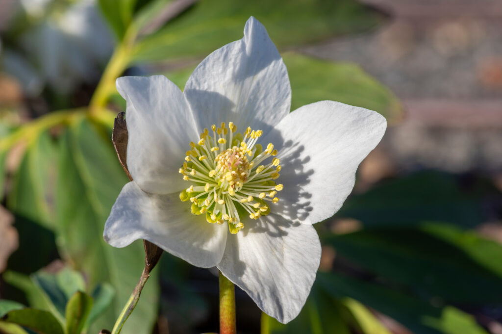 Fiore di elleboro bianco in vaso in primo piano