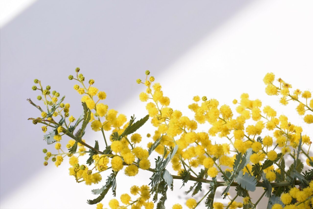 Fioritura della mimosa copertina rami in primo piano con fiori gialli