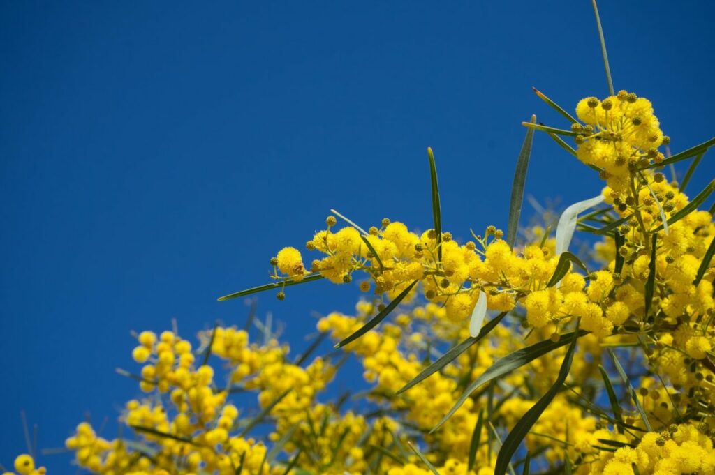 mimosa delle 4 stagioni, acacia retinoides e cielo