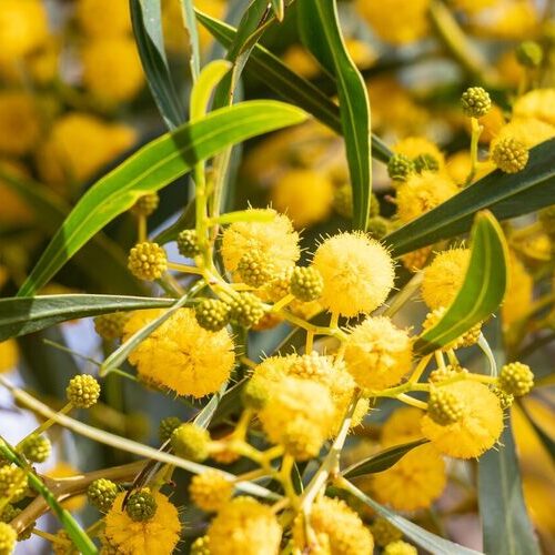 mimosa delle 4 stagioni, acacia retinoides primo piano della pianta immagine ritagliata