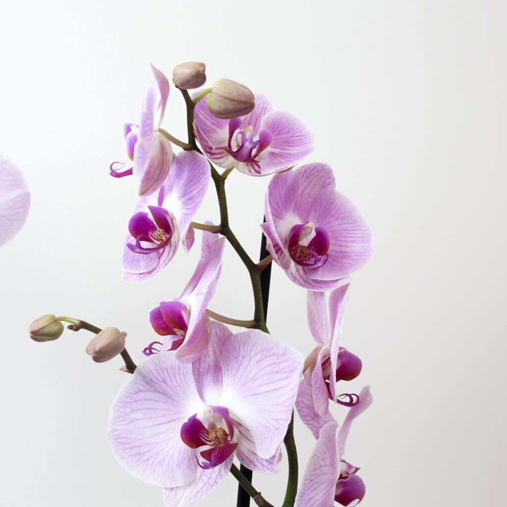 Orchidea viola