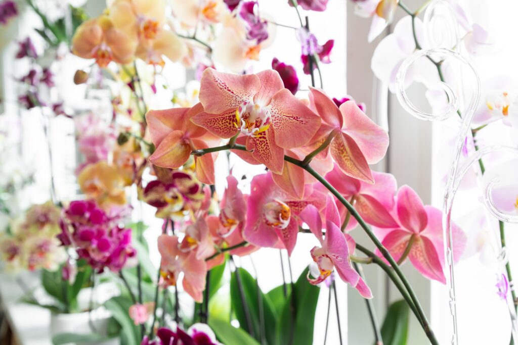 primo piano orchidea con fiori rosa