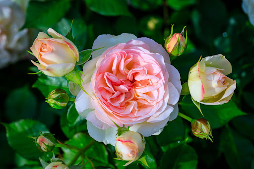 primo piano rosa pianta da giardino sempreverde bianca e rosa con fiori non ancora sbocciati ai lati