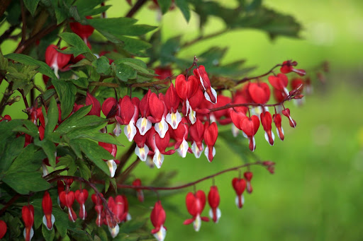 Nepeta in giardino con i petali rossi e bianchi