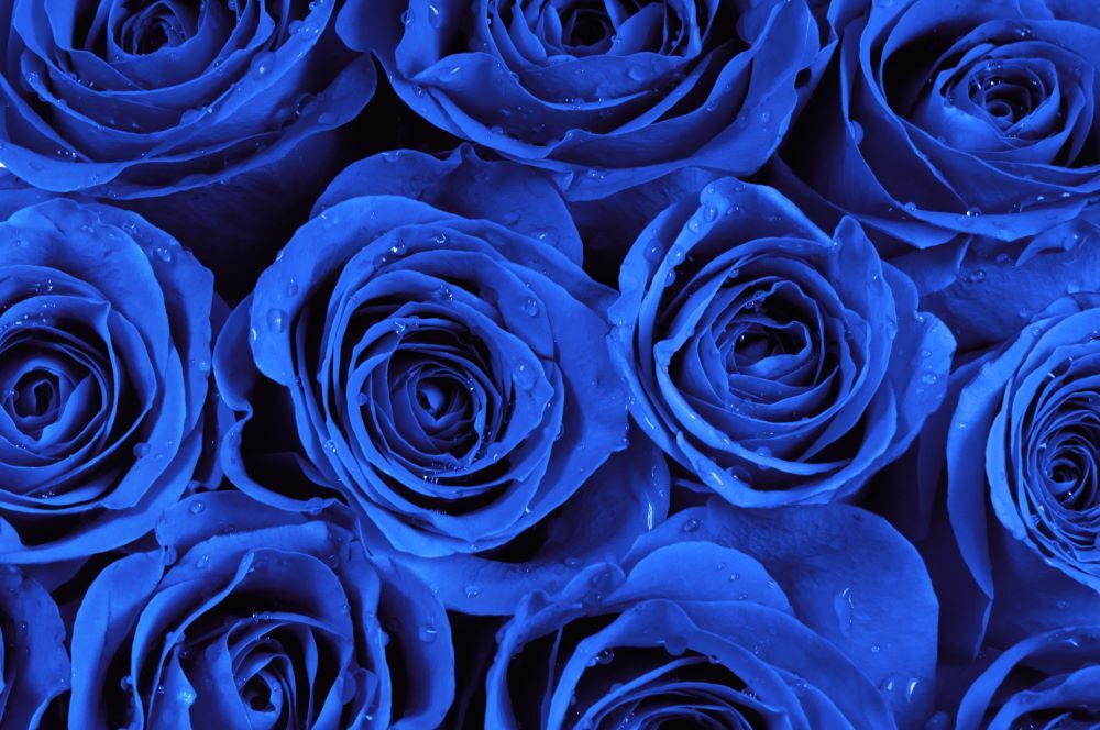 Rose blu in primo piano, significato e segreti di questo fiore misterioso