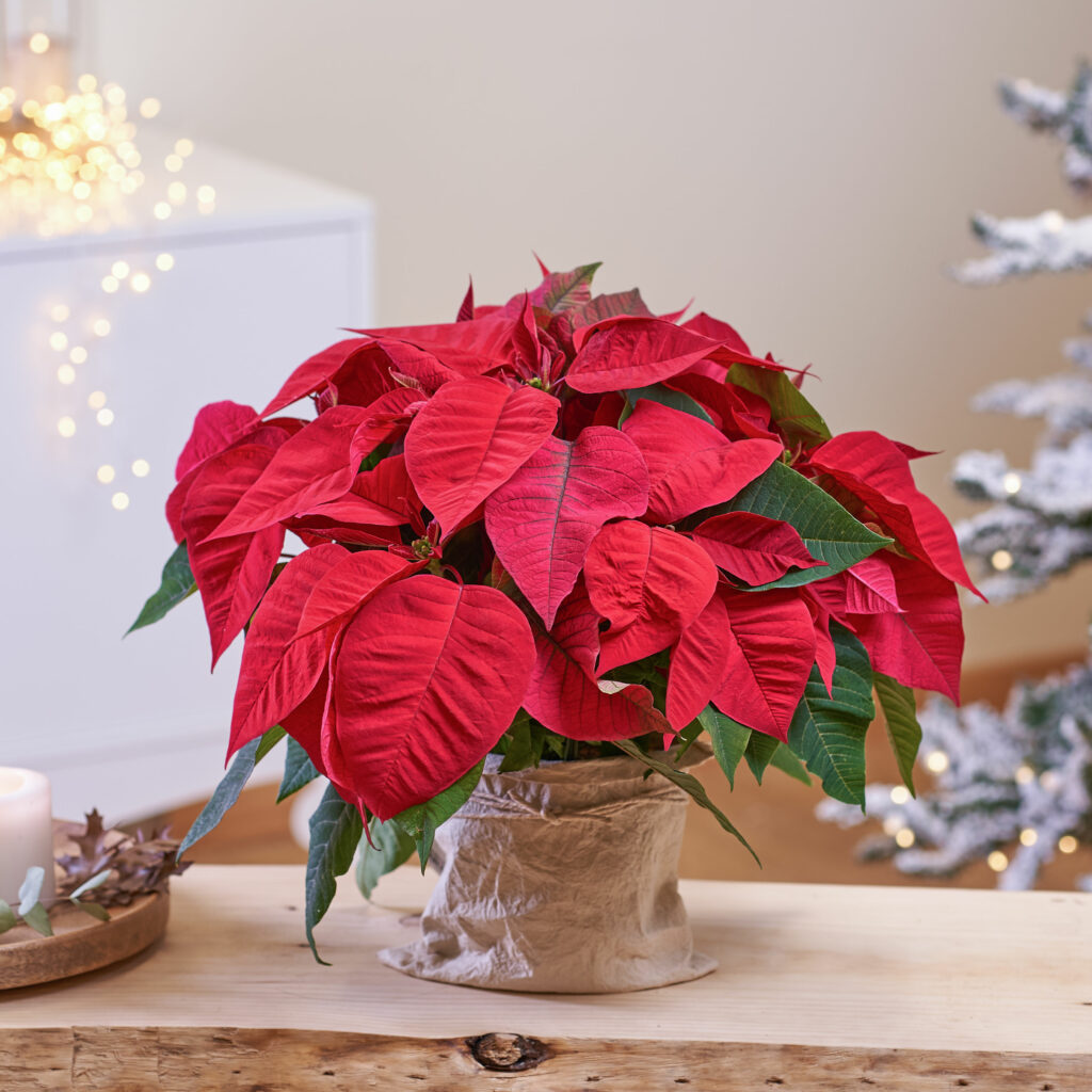 Stella di Natale poggiata su un tavolo in legno.