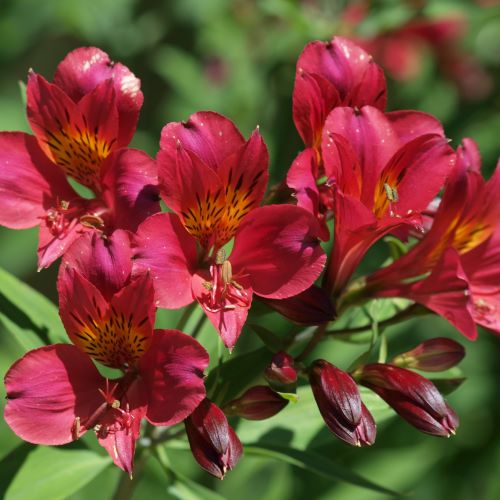 Alstroemeria angelina