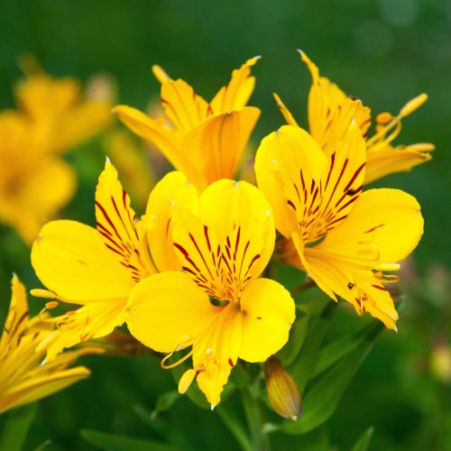 Alstroemeria aurantiaca