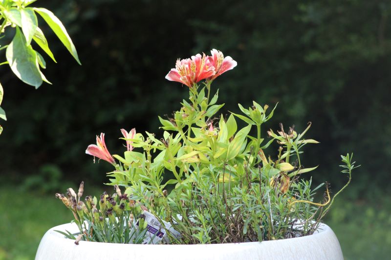 Alstroemeria in vaso