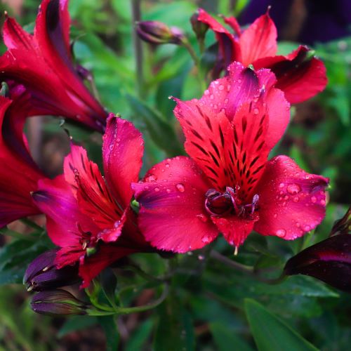 Alstroemeria inticancha