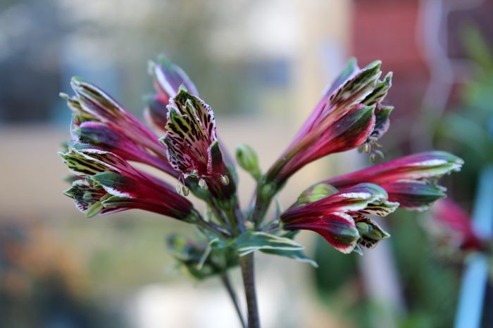 alstroemeria psittacina “variega”