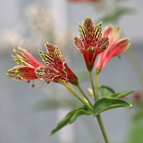 alstroemeria psittacina