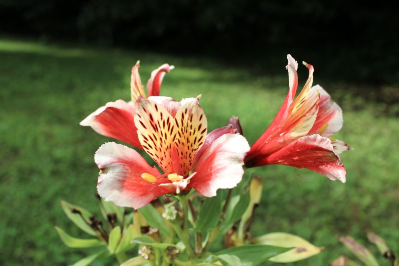 Alstroemerie in giardino