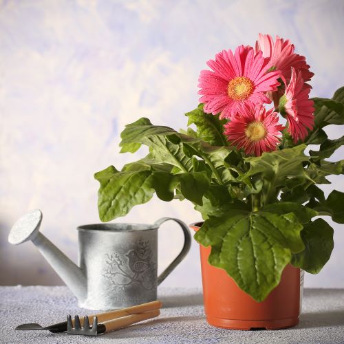 Cura della gerbera in vaso