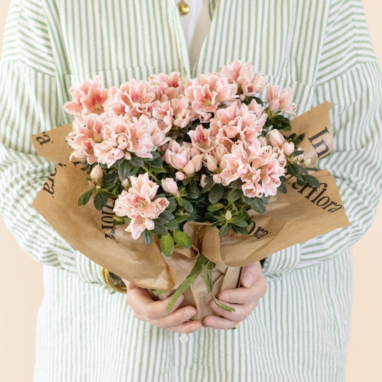 Azalea per la festa della mamma