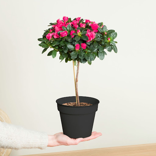 Azalea pianta sempreverde in vaso nero con fiori fucsia