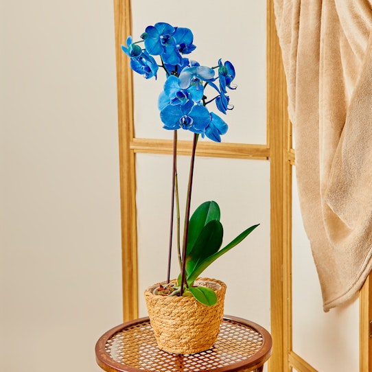 Blu orchidea
