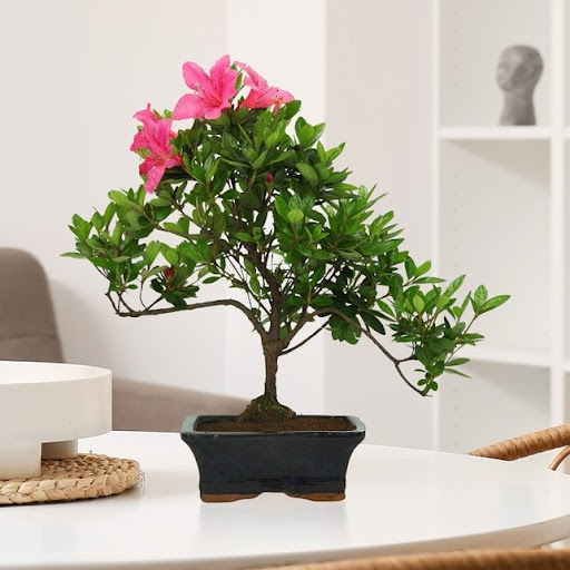 Bonsai pianta portafortuna con fiori rosa e vaso nero su un tavolo bianco