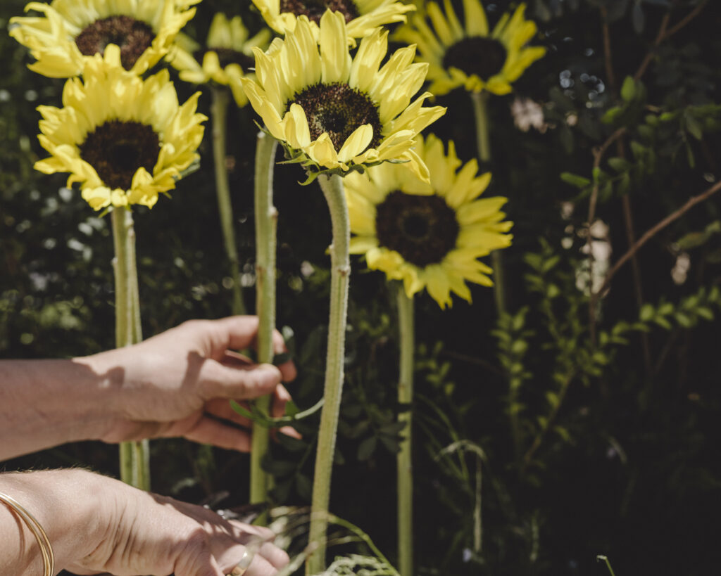 Mani che curano girasoli in un campo