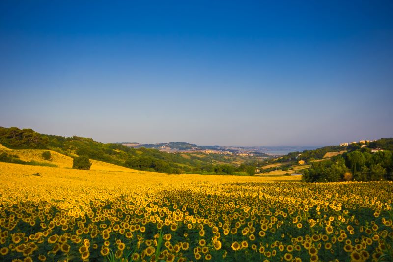 Campo di girasoli in Marche