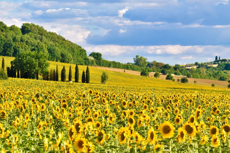 Campo di girasoli in Tosacana